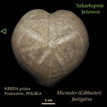 jezowiec w ksztalcie serca